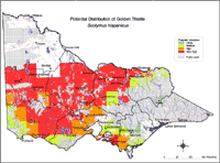 Map: Potential distribution of Golden Thistle