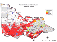 Map: Potential distribution of Great Mullein