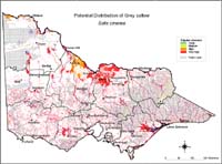 Map:  Potential distribution Grey Sallow
