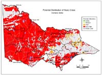 Map: Potential distribution of Hoary Cress