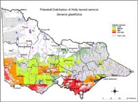 Map:  Potential distribution Holly Leaved Senecio