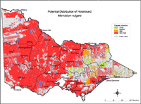 Map: Potential distribution of Horehound