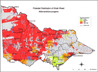 Map: Potential distribution of Khaki Weed
