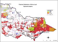 Map: Potential distribution of Mirror Bush