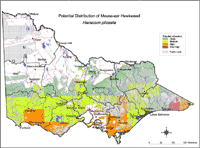Map: Potential distribution of Mouse-ear Hawkweed