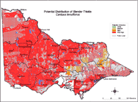 Potential distribution of Slender Thistle