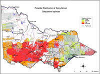 Map:  Potential distribution Spiny Broom