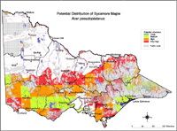 Map:  Potential distribution Sycamore Maple