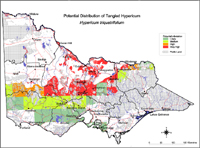 Map:  Potential distribution Tangled Hypericum