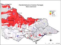 Map:  Potential distribution Common Thorn Apple
