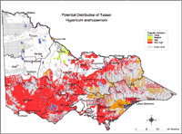 Map:  Potential distribution Tutsan