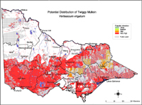 Map:  Potential distribution Twiggy Mullein