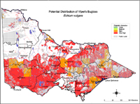 Map:  Potential distribution Viper's Bugloss