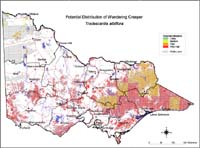 Map:  Potential distribution Wandering Creeper