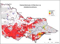 Map:  Potential distribution White Arum Lily