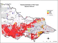 Map:  Potential distribution Wild Teasel