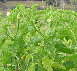 Photo: Prairie Ground Cherry flowers and fruit