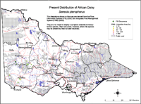 Map:  Present distribution African Daisy