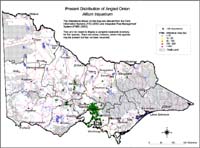 Map:  Present distribution Angled Onion