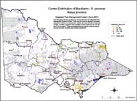 Map:  Present distribution Blackberry - Rubus procerus