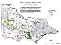 Map:  Present distribution Bridal Creeper
