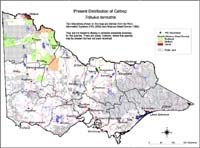 Map:  Present distribution Caltrop