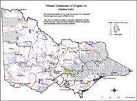 Present distribution of English Ivy