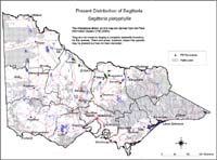 Map:  Present distribution Sagittaria platyphylla