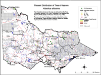 Map:  Present distribution Tree of Heaven