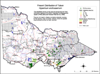 Map:  Present distribution Tutsan