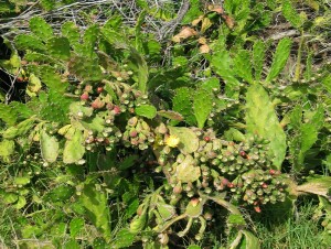 Photo: Drooping prickly pear