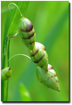Photo: Quaking Grass