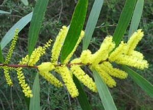 Photo:  Sallow wattle