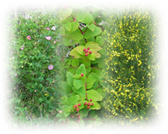 Photo: Shrubs Montage