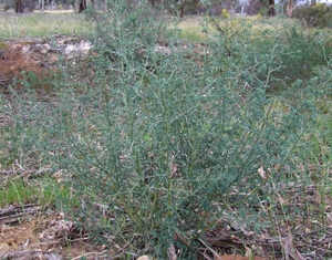 Photo: Spiny Broom juvenile plant