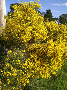 Photo: Spiny Broom plant