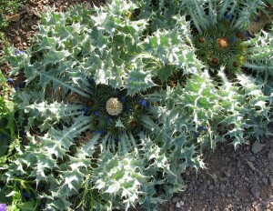 Photo: Stemless Thistle