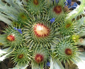 Photo: Stemless Thistle Flower Head