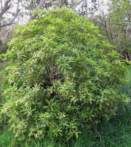 Sweet pittosporum plant