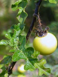 Image:  Thornapple plant