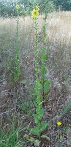 Photo: Twiggy mullein plant