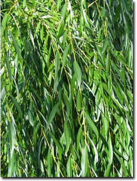 Photo: Weeping Willow leaves