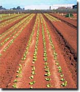 Photo: Red Sodosols are major cropping soils in the Werribee region