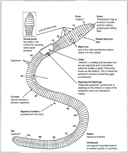 Earthworm diagram