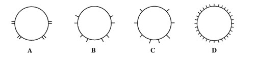 Figure 2 - Arrangement of the setae of earthworms