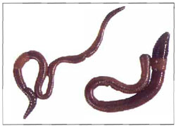 Introduced species