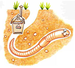 Life cycle image 1