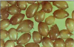 Life cycle image 2