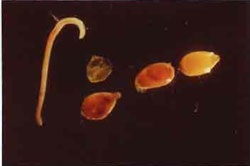 Life cycle image 3