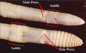 Native or Introduced earthworms?